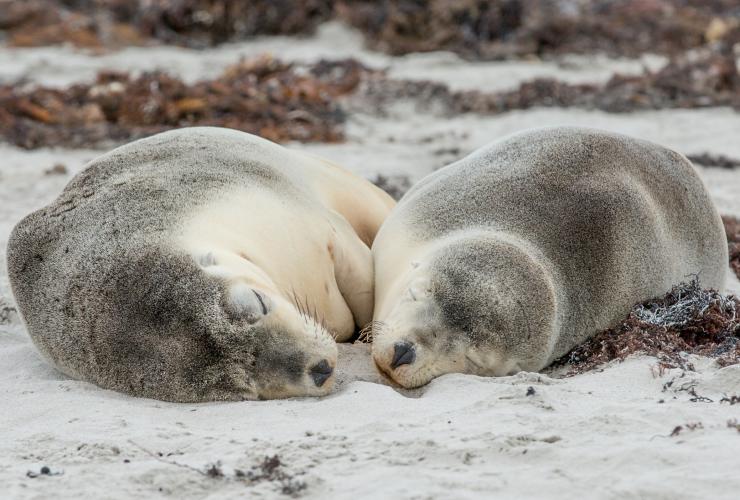 南澳大利亚，袋鼠岛，海豹湾保育公园（Seal Bay Conservation Park）© 澳大利亚旅游局版权所有