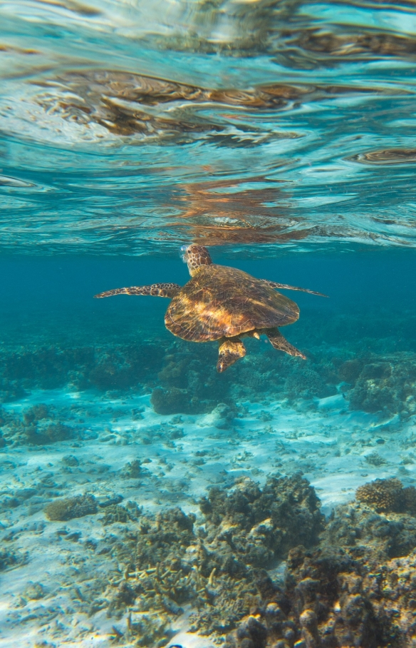 昆士兰州，大堡礁，伊利特女士岛，海龟 © 昆士兰州旅游及活动推广局版权所有