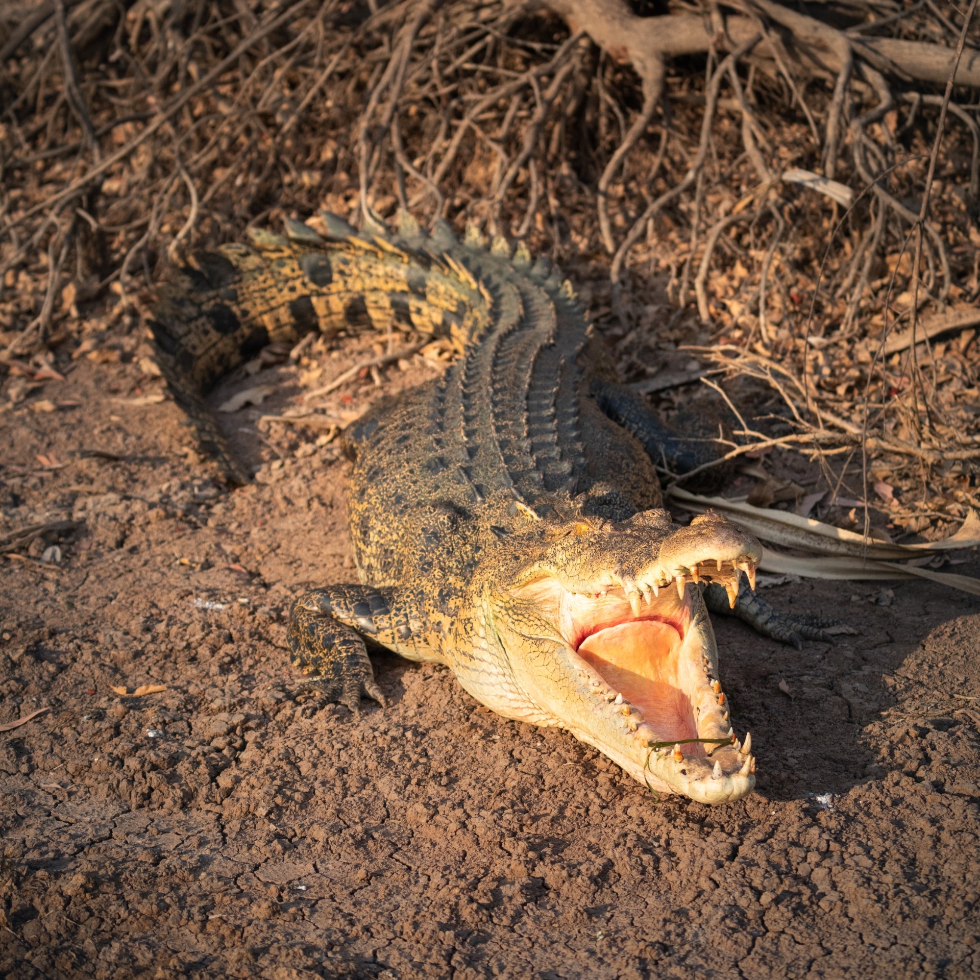 北领地，卡卡杜国家公园，鳄鱼 © 北领地旅游局/Daniel Tran 版权所有