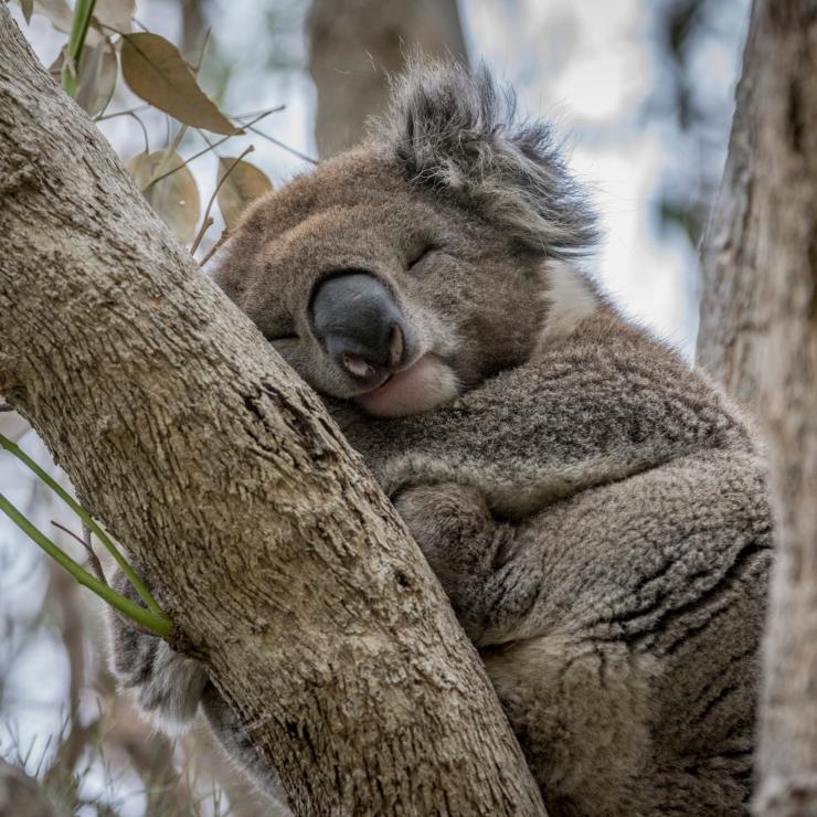 Koala, Kennett River, Victoria © Darren Donlen