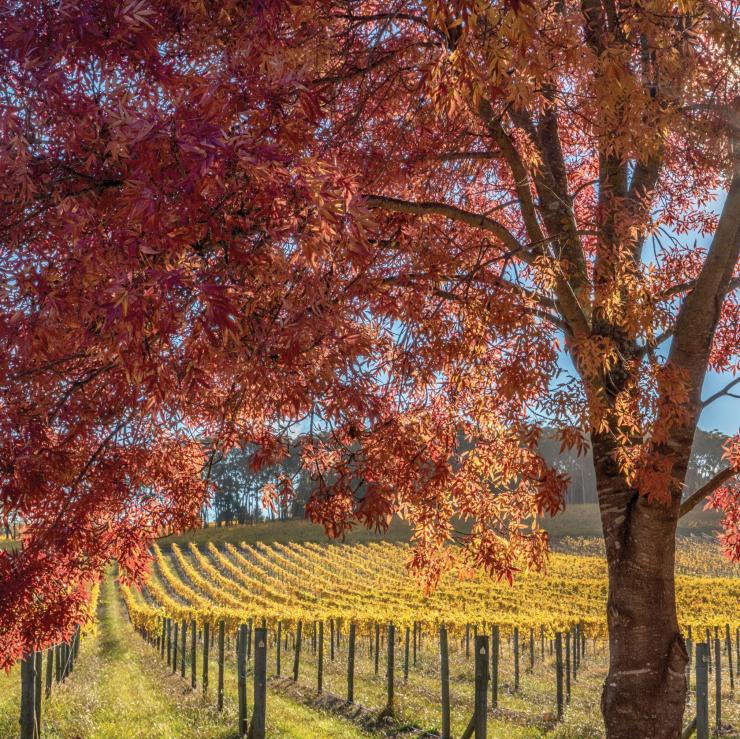 南部高地鲍拉，百年葡萄园的秋天 © Kramer Photography 版权所有