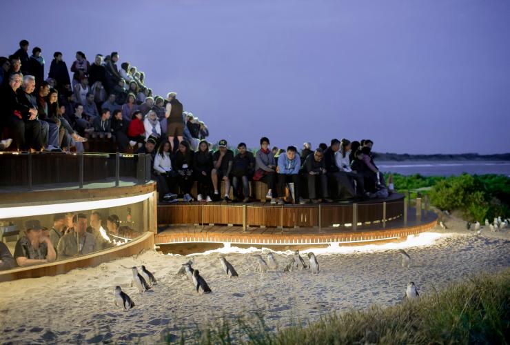 维多利亚州，菲利普岛，一群游客在企鹅归巢期间观看企鹅走上海滩 © Warren Reed 版权所有