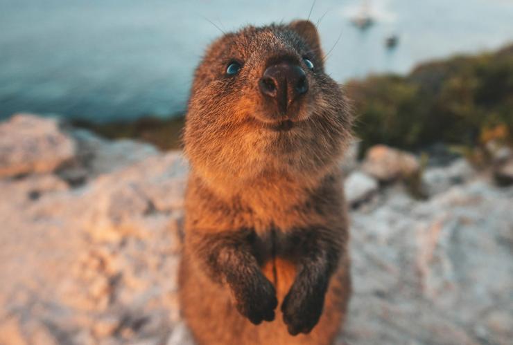 西澳大利亚州，罗特尼斯岛，以大海为背景的短尾矮袋鼠在微笑 © James Vodicka 版权所有