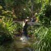 昆士兰州哈特利鳄鱼探险公园，鳄鱼跳出水面 © 澳大利亚旅游局版权所有