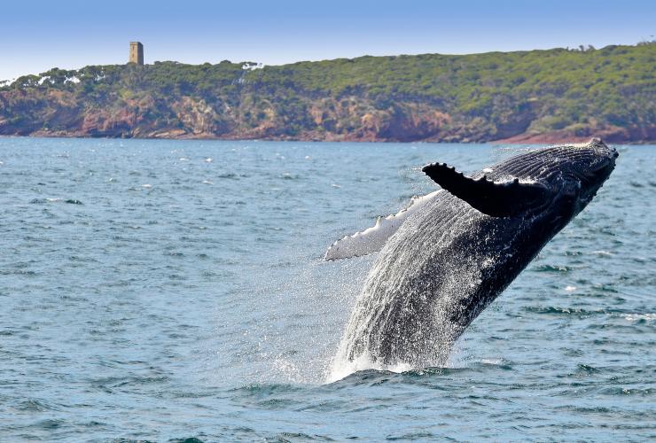 新南威尔士州，伊顿，座头鲸跃身击浪 © Warwick Kent 友情提供，蓝宝石海岸旅游局版权所有