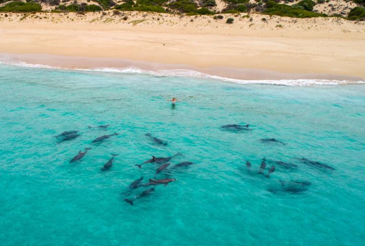 南澳大利亚州，艾尔半岛，维基岛海岸线附近的海豚 © Kane Overall 版权所有