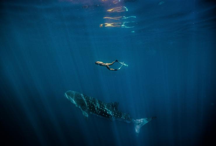 西澳大利亚州，宁加洛海洋公园，一名女子与鲸鲨共游 © 西澳大利亚州旅游局版权所有