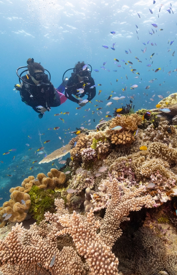 昆士兰州，大堡礁，约翰 · 布鲁尔礁 © 昆士兰州旅游及活动推广局版权所有