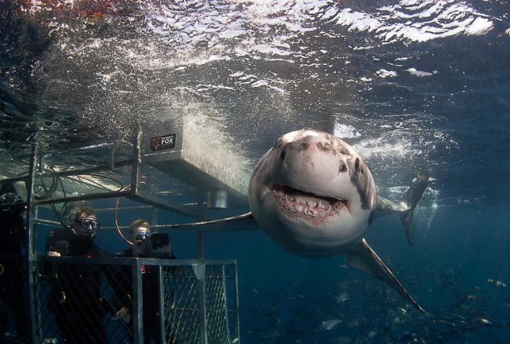 南澳大利亚州，艾尔半岛，罗德尼 • 福克斯鲨鱼探险之旅 © 罗德尼 • 福克斯鲨鱼探险之旅版权所有