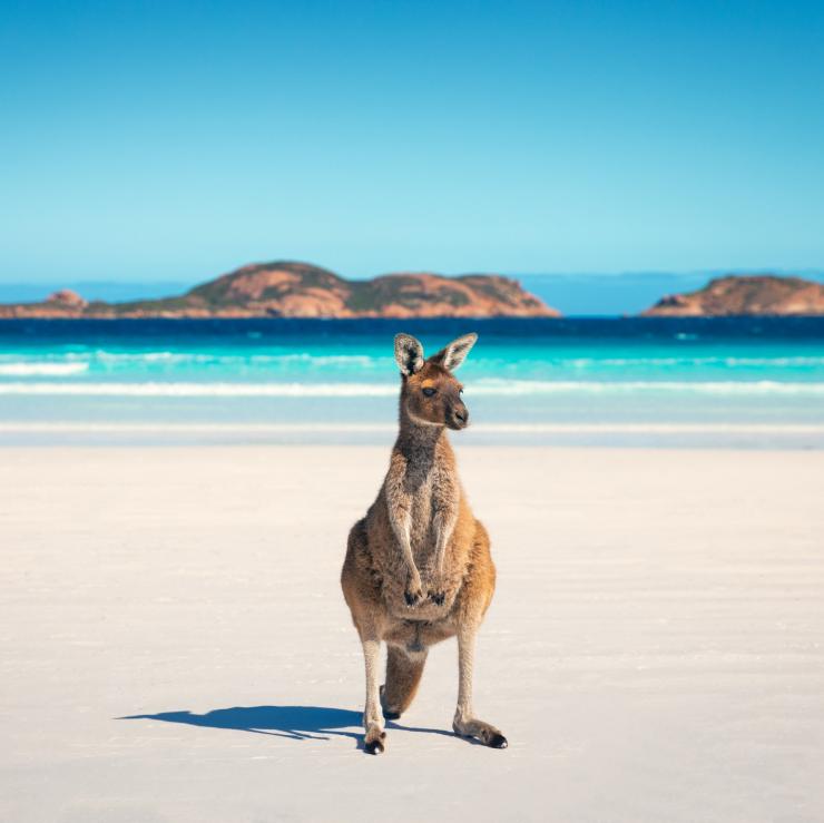 西澳大利亚州，幸运湾，袋鼠 © 澳大利亚旅游局版权所有