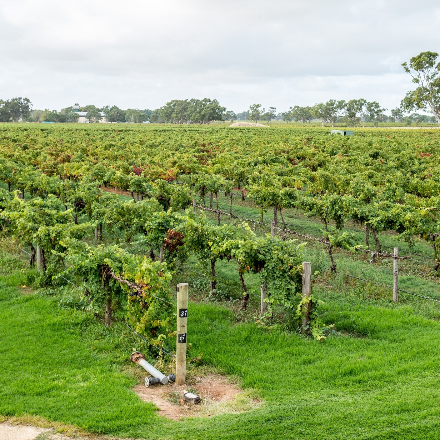 库纳瓦拉葡萄酒产区的葡萄园 © 澳大利亚旅游局版权所有