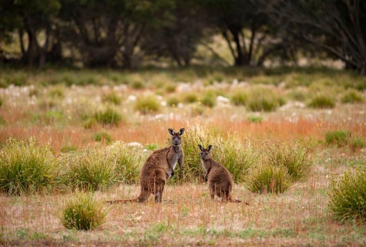 南澳大利亚州，袋鼠岛，非凡袋鼠岛之旅 © 澳大利亚旅游局版权所有