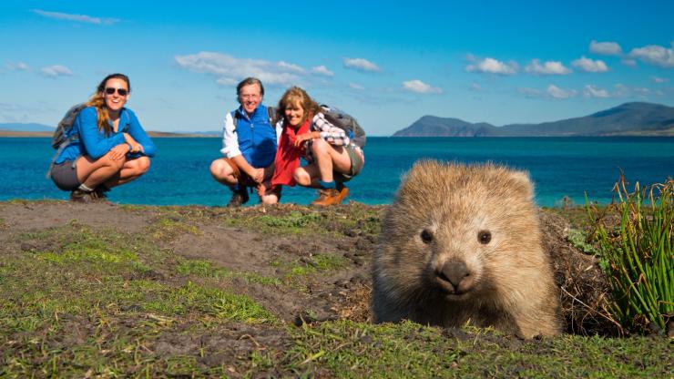 塔斯马尼亚州，玛莉亚岛，玛莉亚岛徒步游，普通袋熊© 玛莉亚岛徒步游版权所有