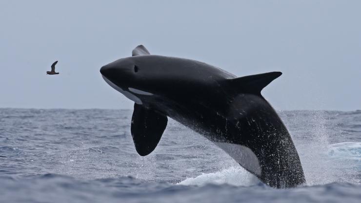 西澳大利亚州，布雷默峡谷，博物学家租船公司（Naturaliste Charters）赏鲸活动，逆戟鲸 © 博物学家租船公司（Naturaliste Charters）版权所有