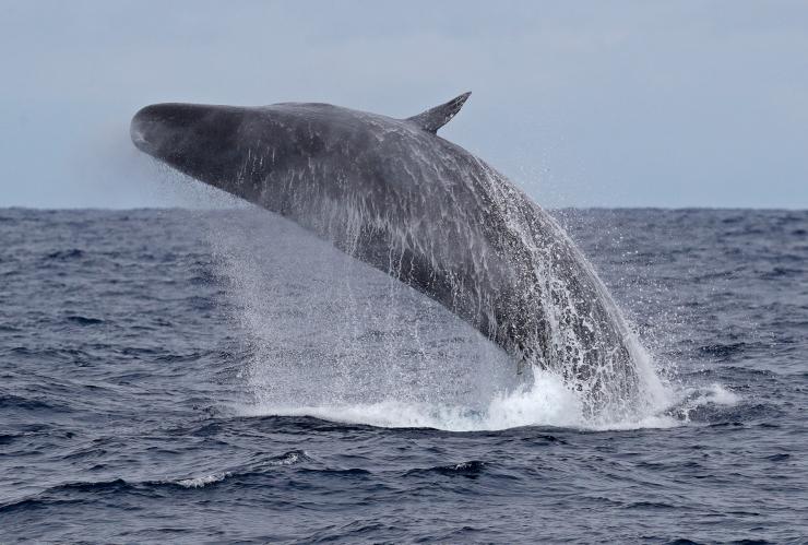 在奥古斯塔海岸附近跃身击浪的抹香鲸 © 博物学家租船公司/Keith Lightbody 版权所有