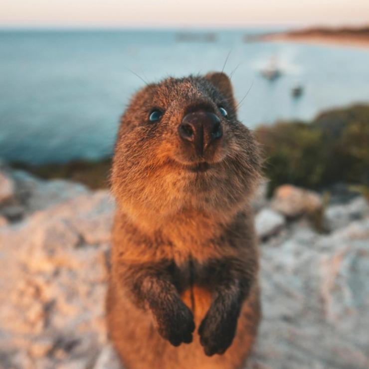 西澳大利亚州，罗特尼斯岛，海边可爱的短尾矮袋鼠 © 澳大利亚旅游局版权所有