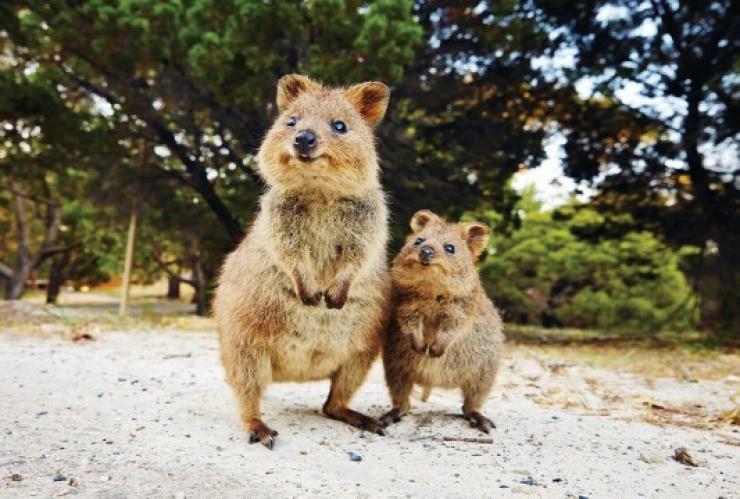 西澳大利亚州，珀斯，短尾矮袋鼠 © 澳大利亚旅游局版权所有