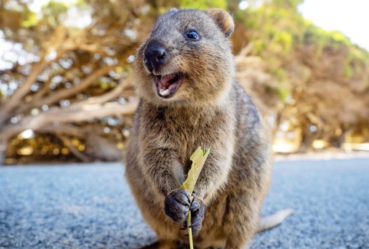 短尾矮袋鼠 © 澳大利亚旅游局版权所有
