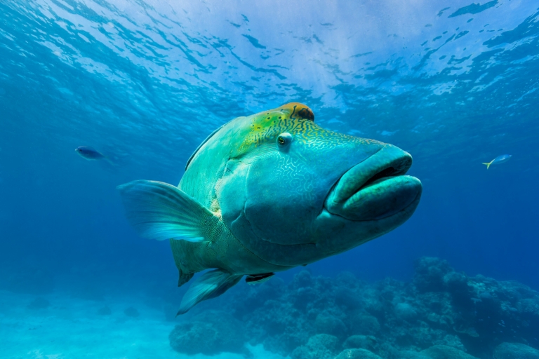 昆士兰州，大堡礁，苏眉鱼 © Andrew Watson 版权所有