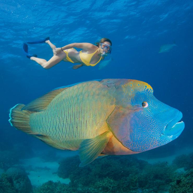昆士兰州，大堡礁，苏眉鱼 © 昆士兰州旅游局版权所有