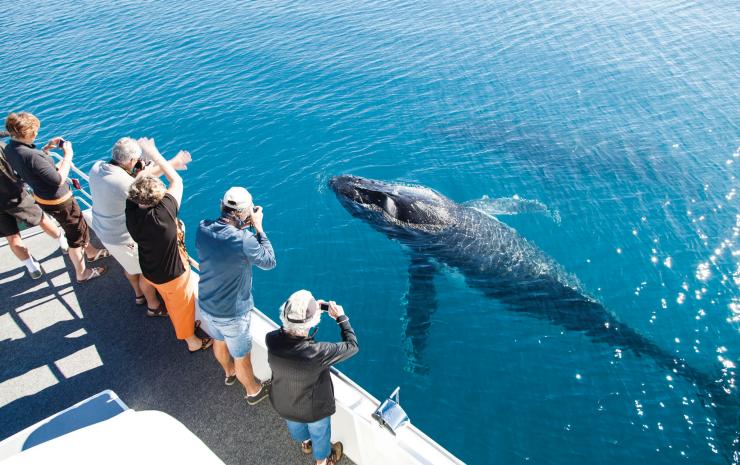 昆士兰州，荷维湾，座头鲸 © 昆士兰州旅游及活动推广局，Matthew Taylor 版权所有