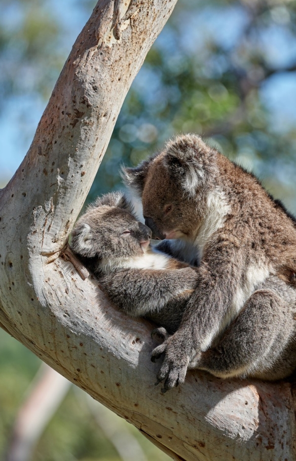 南澳大利亚州洛夫缔山上抱树的考拉 © George Papanicolaou 版权所有