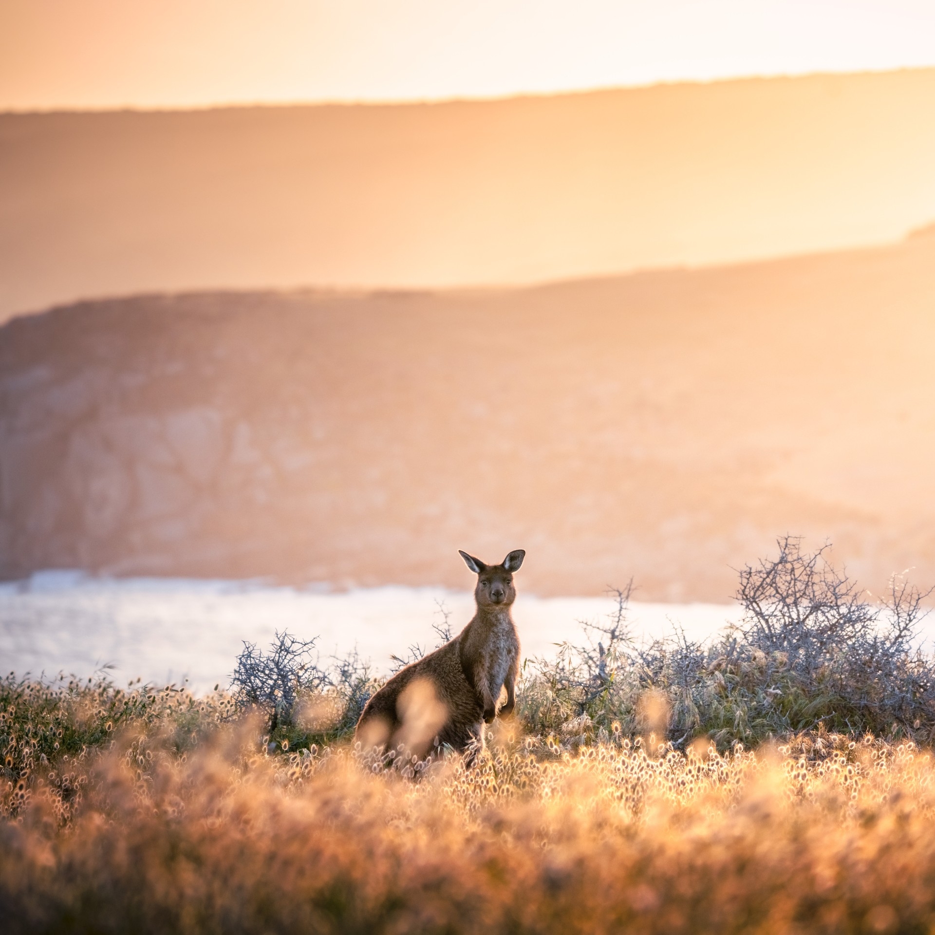 威洛比角夕阳下的袋鼠 © 南澳大利亚旅游局版权所有