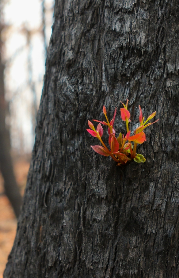 在肖尔黑文地区，一棵烧焦的树木抽出新枝 © 肖尔黑文市政府/Andy Zakeli 版权所有