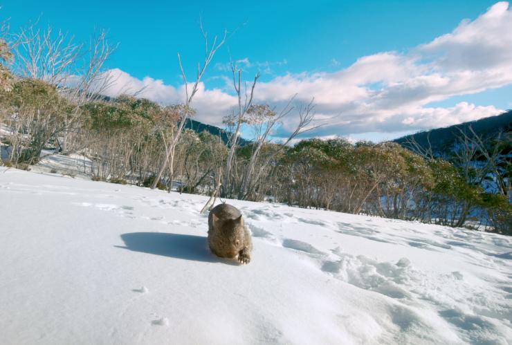 新南威尔士州，科修斯山（Mount Kosciuszko），袋熊（wombat）在雪地上行走 © 澳大利亚旅游局版权所有