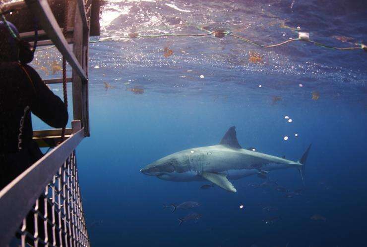 南澳大利亚州，林肯港，笼潜观鲨 © 冒险湾租船公司（Adventure Bay Charters）版权所有