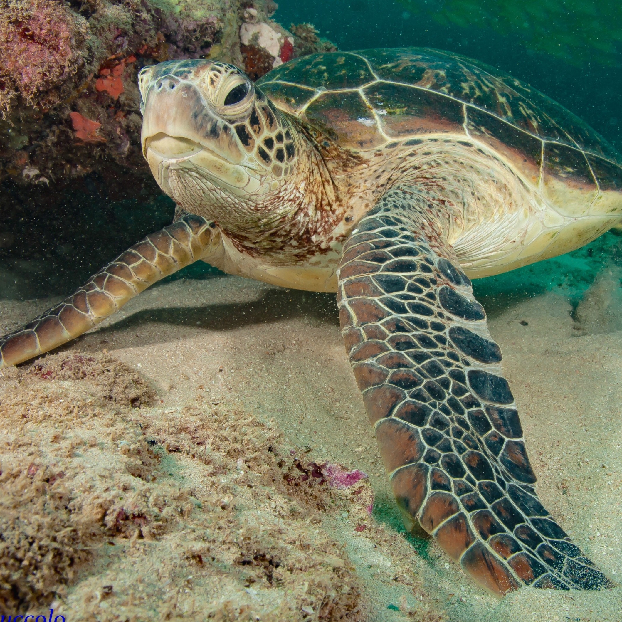 绿海龟 © 宁加洛埃克斯茅斯潜水和捕鲸之旅版权所有