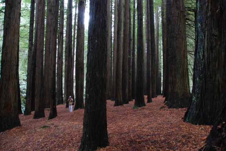 维多利亚州，考雷克奥特威，艾尔谷，加利福尼亚红杉 © 维多利亚州旅游局版权所有