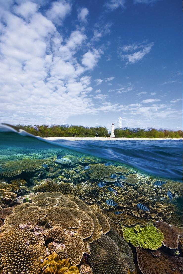 蓝天之下，海浪下面的珊瑚礁清晰可见 © 伊利特女士岛生态度假村版权所有