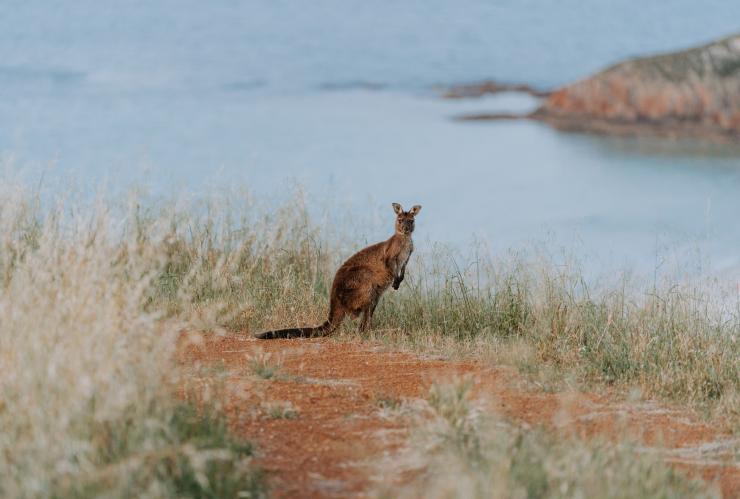 南澳大利亚州，袋鼠岛 © Wander/Remy Brand Creative 版权所有