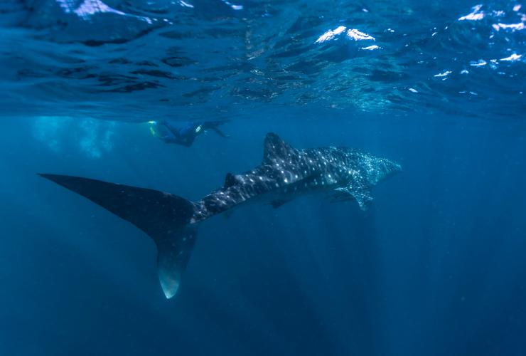 西澳大利亚州，宁加洛海洋公园，鲸鲨 © 西澳大利亚州旅游局版权所有