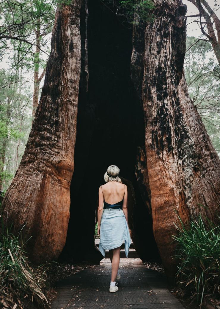 西澳大利亚州，沃尔波尔，巨人谷 © 澳大利亚西南部旅游机构版权所有
