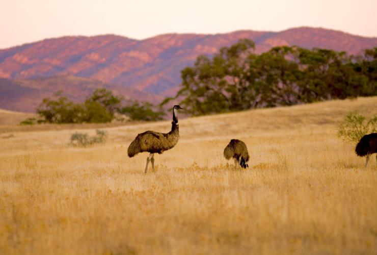 南澳大利亚州，弗林德斯山脉，阿卡巴自然资源保护区，鸸鹋 © Wild Bush Luxury 版权所有