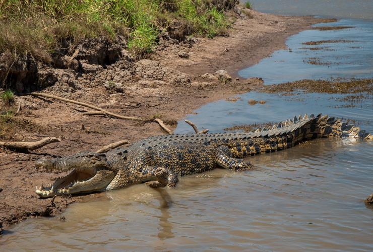 北领地，马拉凯，库鲁伯里水潭湿地巡游，鳄鱼 © Edwin Lais/澳大利亚旅游局版权所有