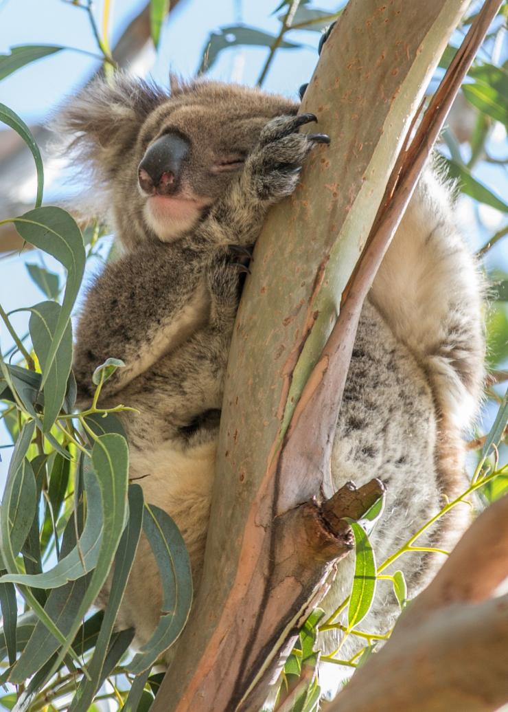 南澳大利亚州，袋鼠岛，汉森湾野生动物保护区的考拉 © 澳大利亚旅游局版权所有