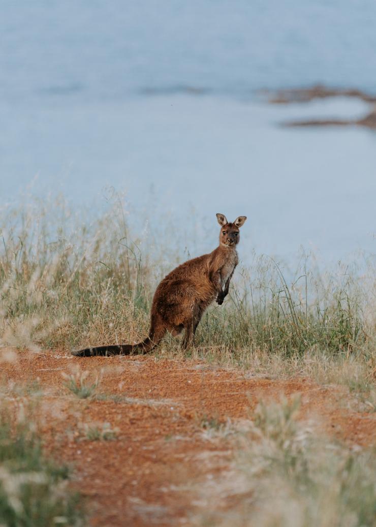南澳大利亚州，袋鼠岛 © Wander/Remy Brand Creative 版权所有