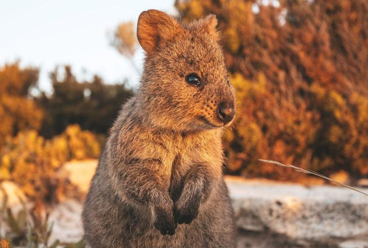 西澳大利亚州，罗特尼斯岛，短尾矮袋鼠 © James Fisher 版权所有