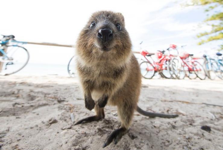 西澳大利亚州，罗特尼斯岛，短尾矮袋鼠 © 西澳大利亚州旅游局版权所有