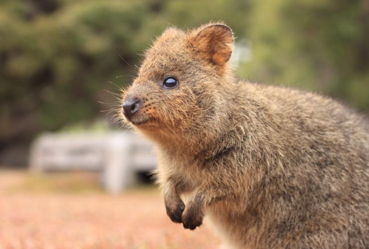 西澳大利亚州，罗特尼斯岛，短尾矮袋鼠 © 澳大利亚旅游局版权所有