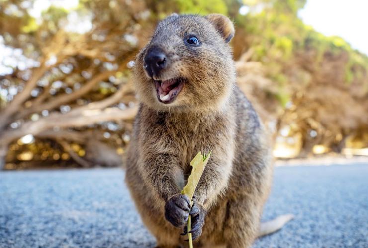 西澳大利亚州，罗特尼斯岛，短尾矮袋鼠 © 澳大利亚旅游局版权所有