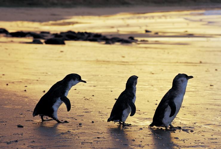 维多利亚州，菲利普岛，在菲利普岛天然公园沙滩上散步的企鹅 © 菲利普岛天然公园版权所有