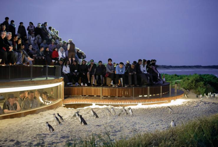 维多利亚州，菲利普岛，一大群人在观赏菲利普岛天然公园沙滩上散步的企鹅 © Warren Reed 版权所有
