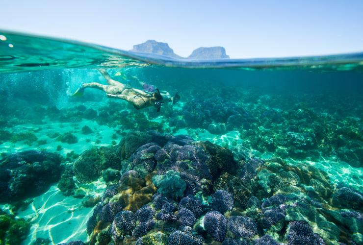 新南威尔士州，一名女性在豪勋爵岛被蓝色水域包围的珊瑚礁丛中浮潜 © Trevor King / 新南威尔士州旅游局版权所有