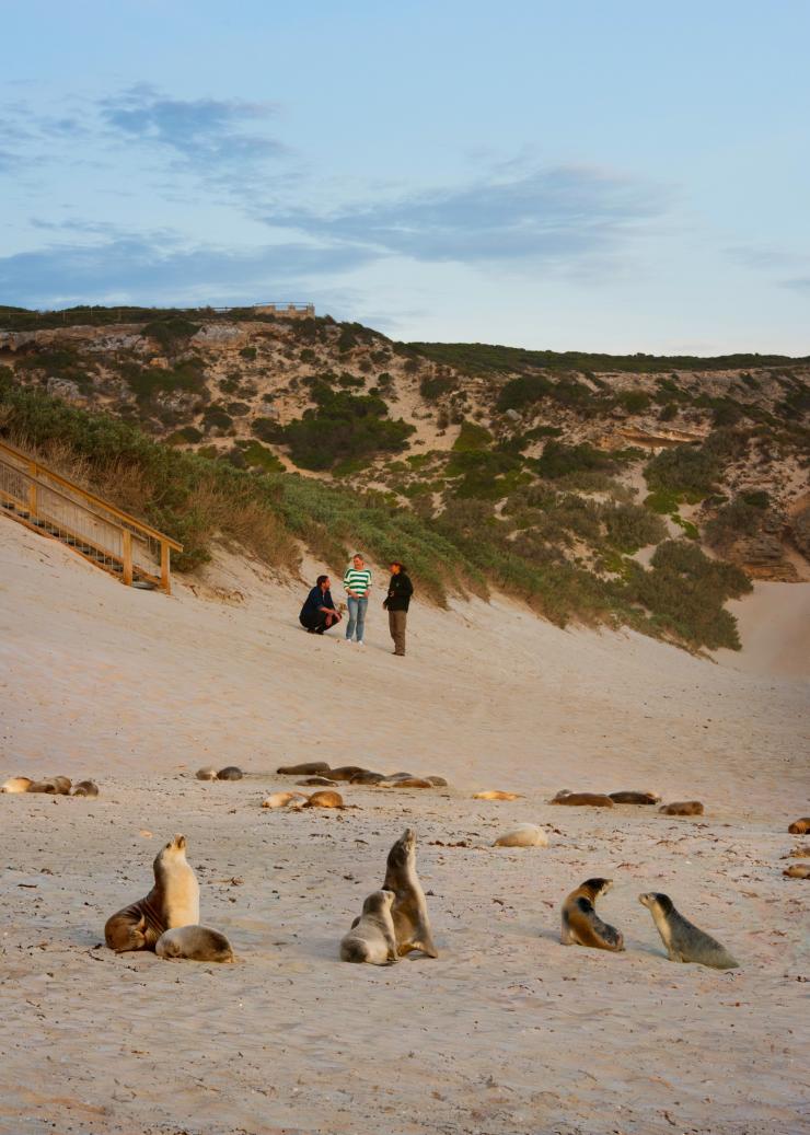南澳大利亚州，袋鼠岛，海豹湾保育公园 © 南澳大利亚旅游局版权所有