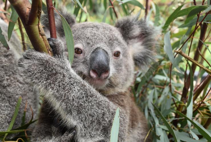 新南威尔士州，澳大利亚爬行动物园 © 澳大利亚爬行动物园版权所有