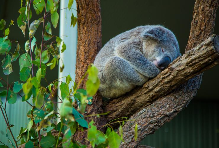 新南威尔士州，悉尼，悉尼野生动物园里的考拉 © 澳大利亚旅游局版权所有